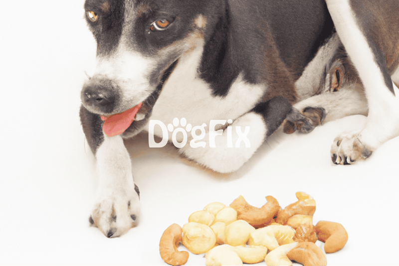 Dog with snacks, puppy food, dog treats, pet nutrition.