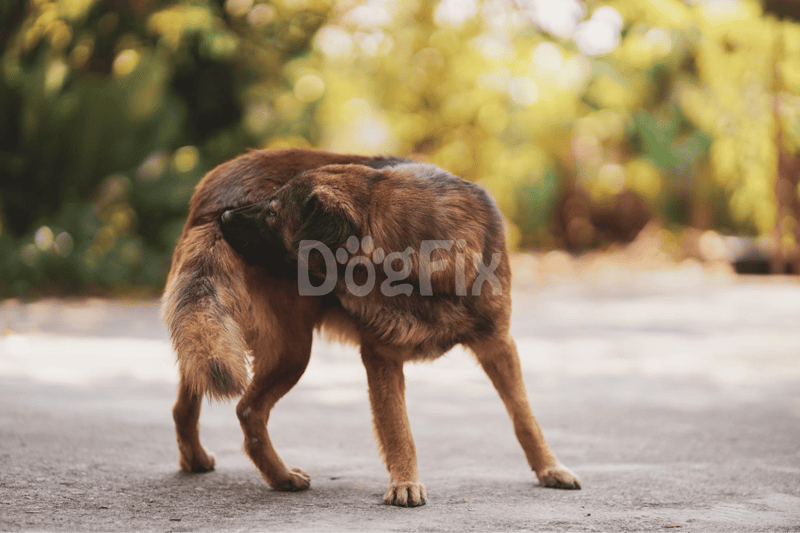 Cute brown puppy nibbling on its sibling in a sunny outdoor park setting.