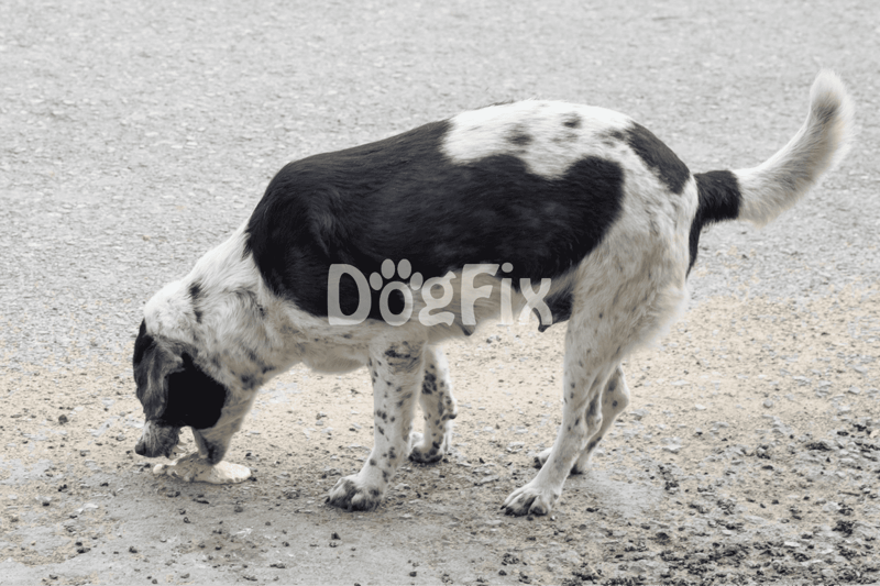 Adorable Dalmatian puppy digging on the ground, showcasing playful and energetic behavior.