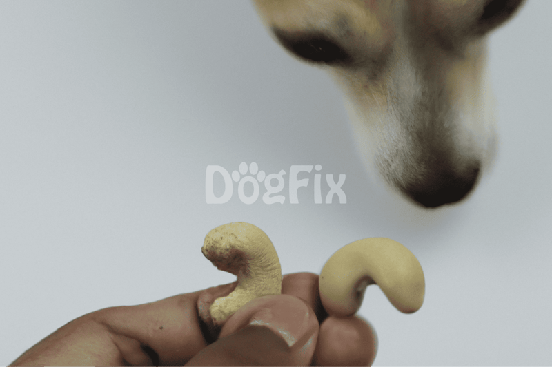 Close-up of a person holding turmeric and cashew dog treats near a curious dog’s nose.