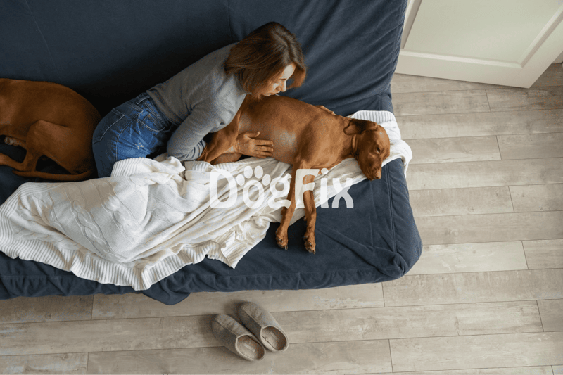 Comfortable dog bed for pets.