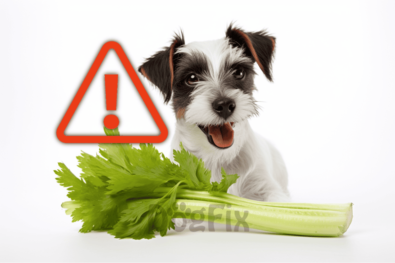 Adorable puppy near celery with warning alert for pet safety and toxic foods.