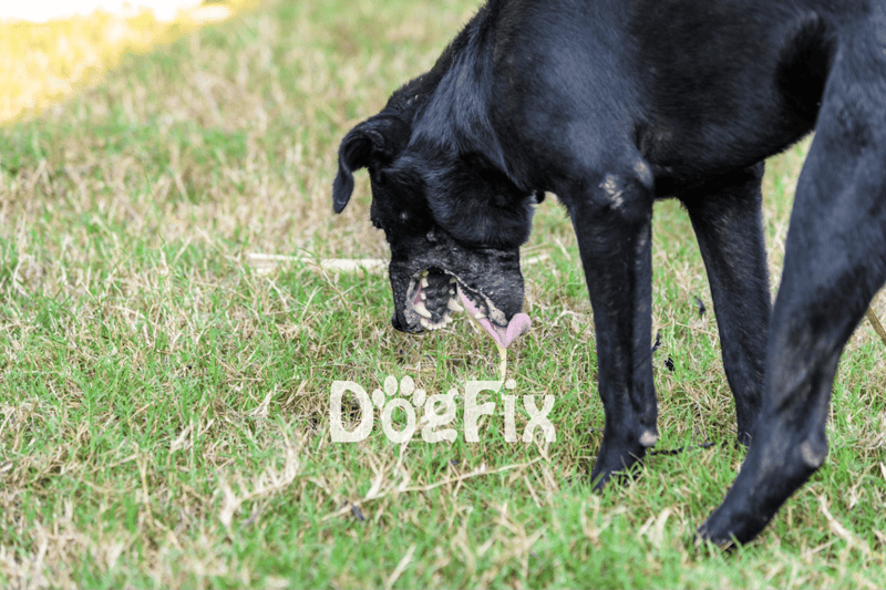 A black dog enjoys outdoor playtime, munching grass in a sunny, grassy field.