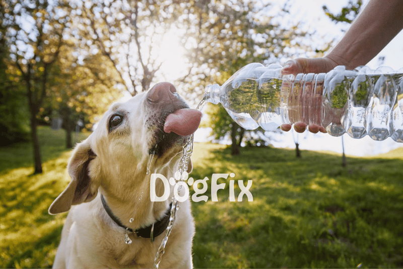 Dog drinking water from human bottle during outdoor walk - Dogfix.com.