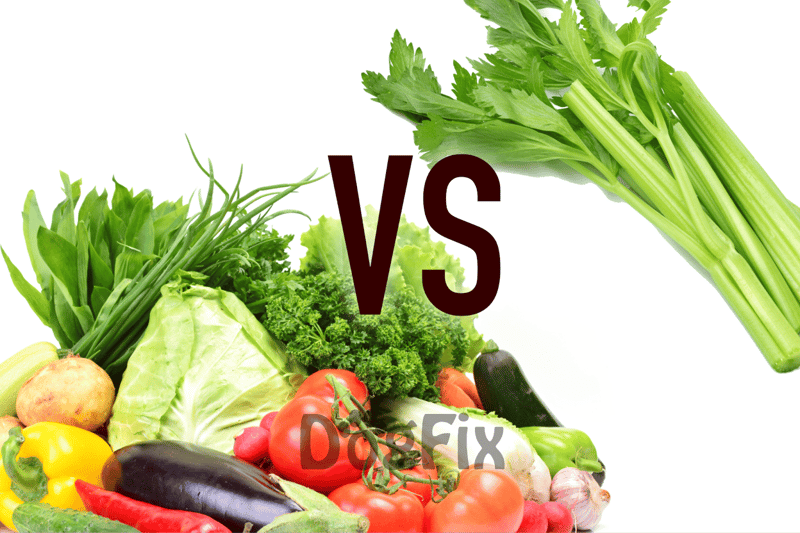 Bright, healthy vegetables including lettuce, tomatoes, peppers, eggplants, garlic and greens for nutritious diet.
