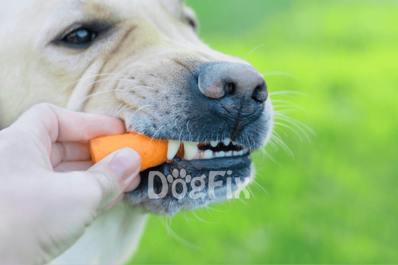 Close-up of a dog chewing on a carrot toy, demonstrating canine enrichment and healthy pet care.