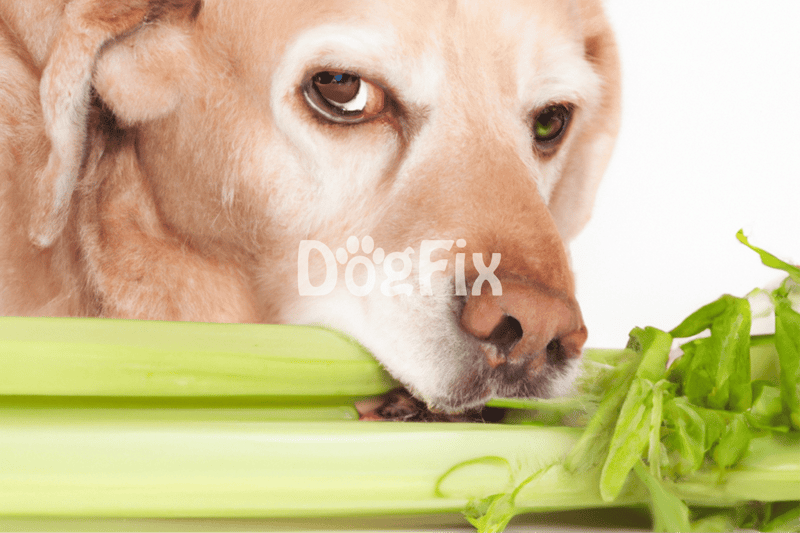 Close-up of a dog's face with celery and greens for healthy diet, emphasizing pet nutrition and wellness.