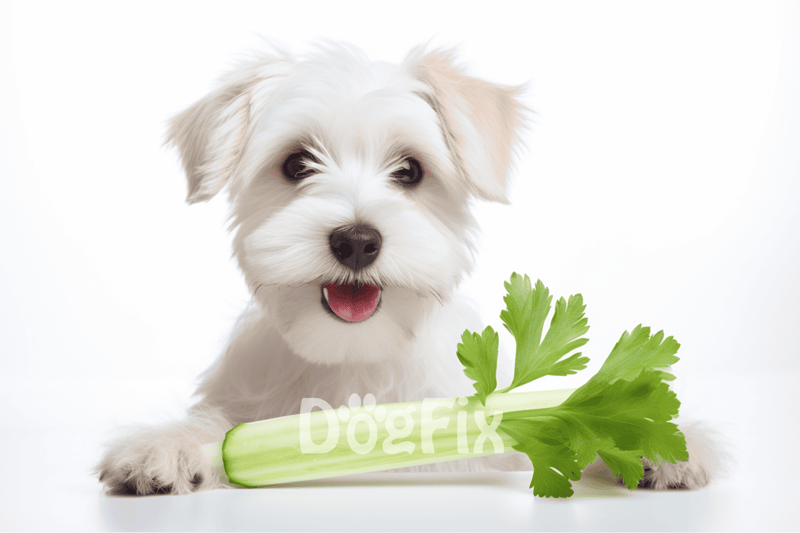 Cute white puppy with celery, promoting healthy pet treats, dog nutrition tips, fresh vegetables for dogs, friendly dog image.