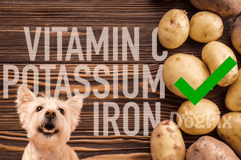 Dog with happy expression highlighting health benefits of Vitamin C for dogs.