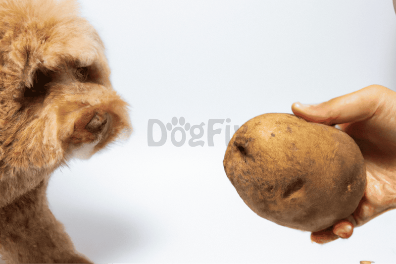 Dog eating potato, healthy dog treats, natural pet food.