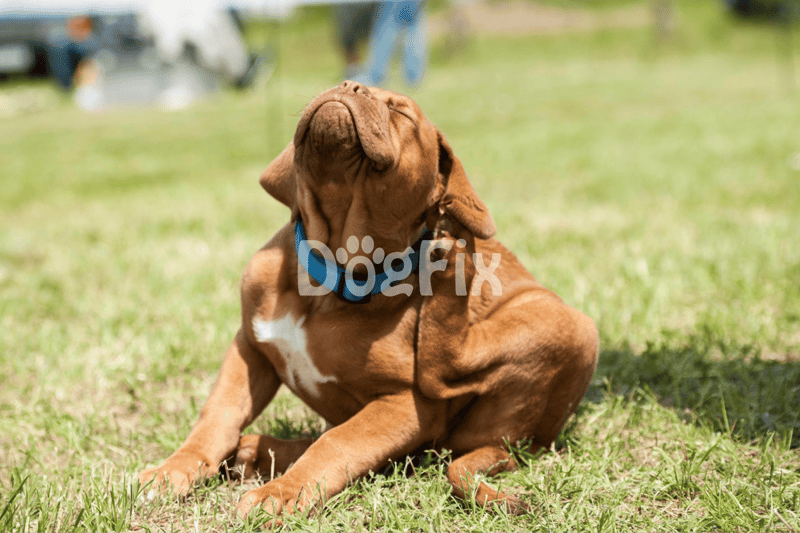 Adorable brown puppy sitting on grass, enjoying the outdoors with a relaxed pose, excellent for dog training and pet care articles.