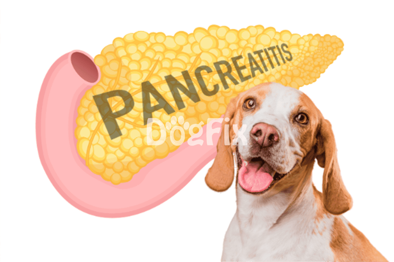 Dog image with pancreatitis warning for dogs.