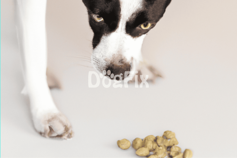 Healthy dog food with natural ingredients.