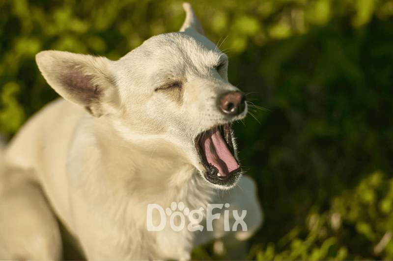 Dog yawning outdoors for relaxation, showcasing healthy and happy pets with outdoor dog care tips.