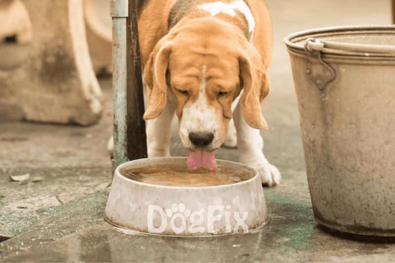 Cute beagle puppy drinking water outdoors.