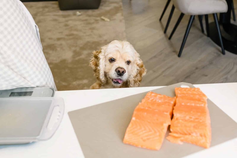 Dog looking at fresh salmon fillets on counter.