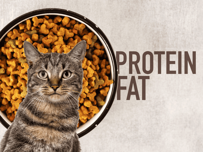 High-protein cat food with real meat ingredients for healthy feline nutrition.