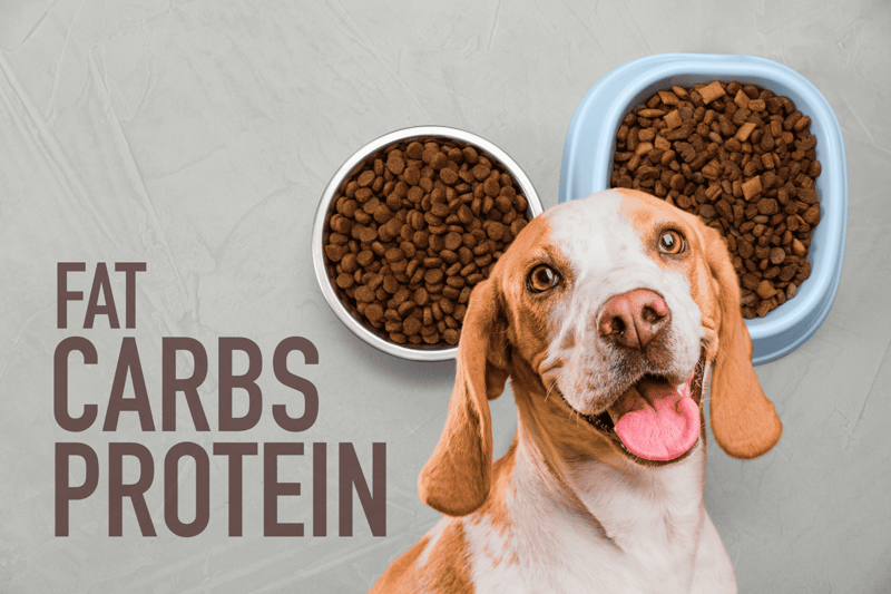 Dog eating nutritious dry food in bowls with fat, carbs, and protein benefits.