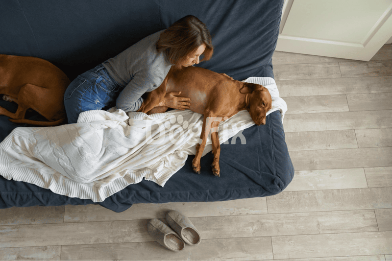 Dog relaxing on sofa with owner, emphasizing pet comfort and care.