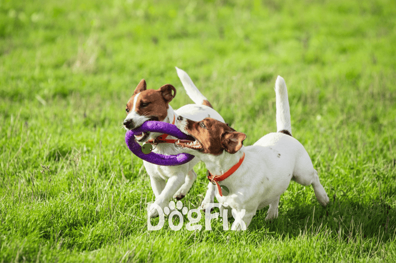 Cute Jack Russell dogs playing with a purple chew toy on a green grassy field.