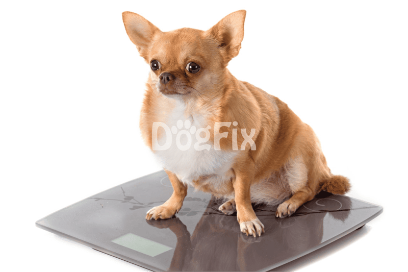 ALT text: Chihuahua dog sitting on a digital weighing scale, measuring pet weight.
