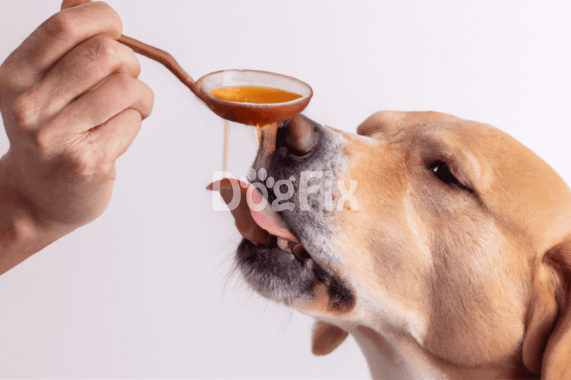 Healthy dog treats being offered with a spoon.