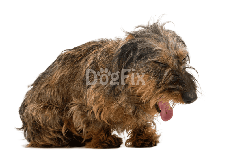 Adorable happy dog yawning in white background.