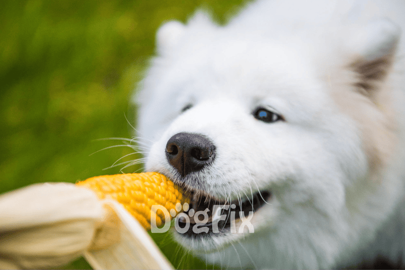 Adorable white dog enjoying a chew toy outdoors with a blurred green background. Perfect for dog lovers and pet care tips.