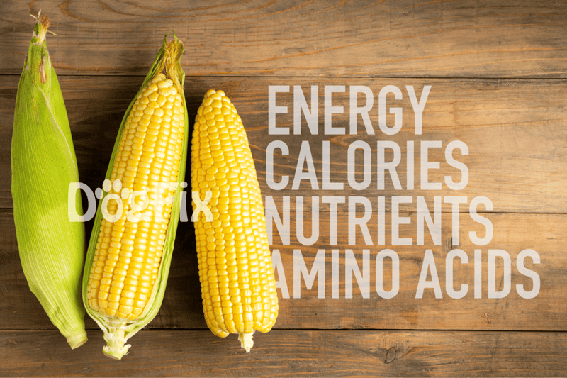 Fresh corn on the cob with green husks, emphasizing healthy eating and nutritional benefits.