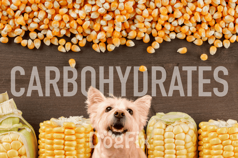 Alt text: Corn kernels spread with a puppy among corn cobs on wooden table.