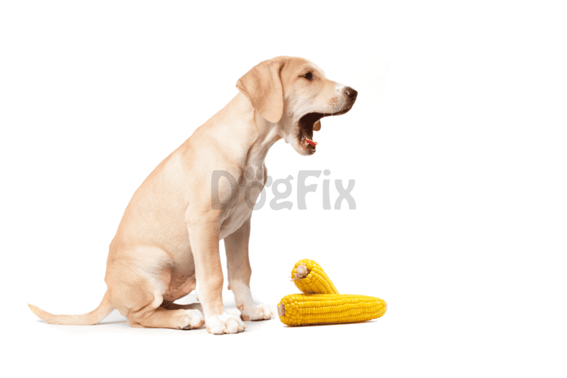 Adorable puppy sitting next to fresh corn on a white background.