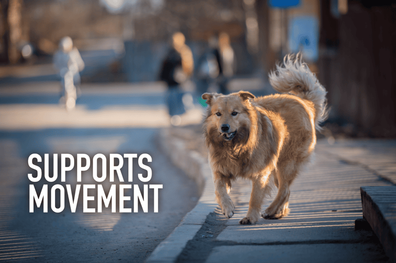 Dog walking on sidewalk supporting movement and health.