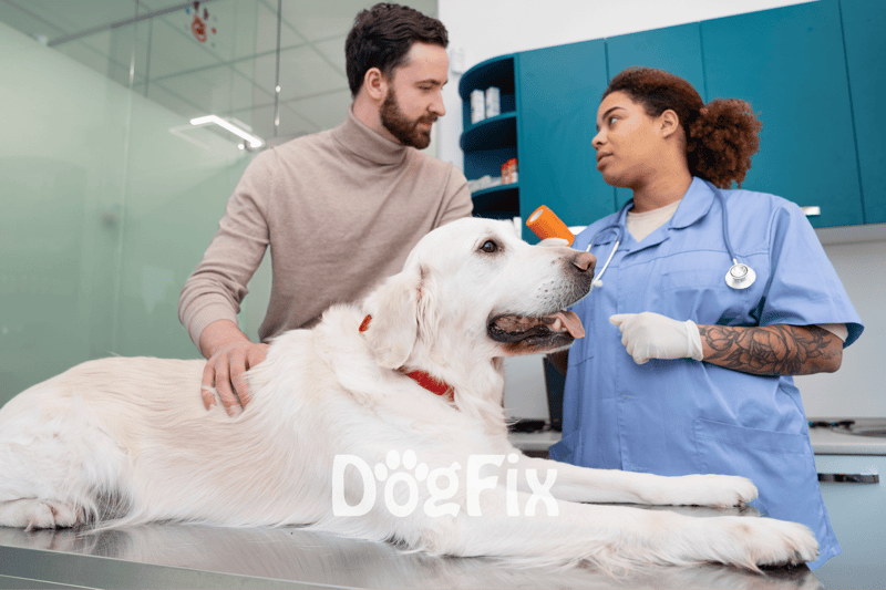 Accurate alt text describing the vet, dog, and owner during a check-up at a veterinary clinic.