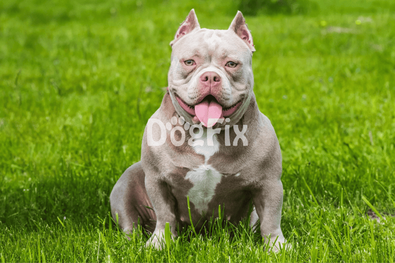 Adorable American Bully sitting on lush green lawn, smiling with tongue out, perfect for dog lovers.