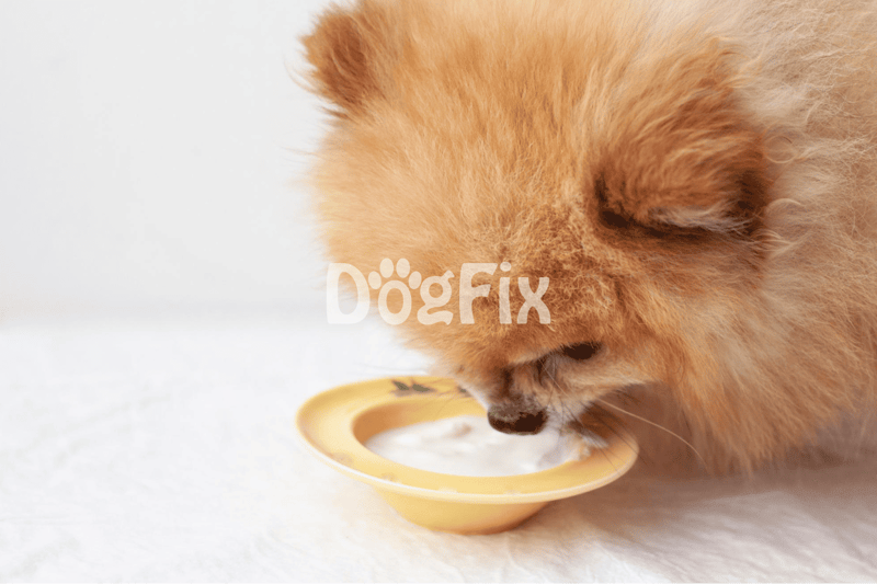 Close-up of a Pomeranian dog eating from a yellow bowl with milk or water, showcasing pet nutrition and care.