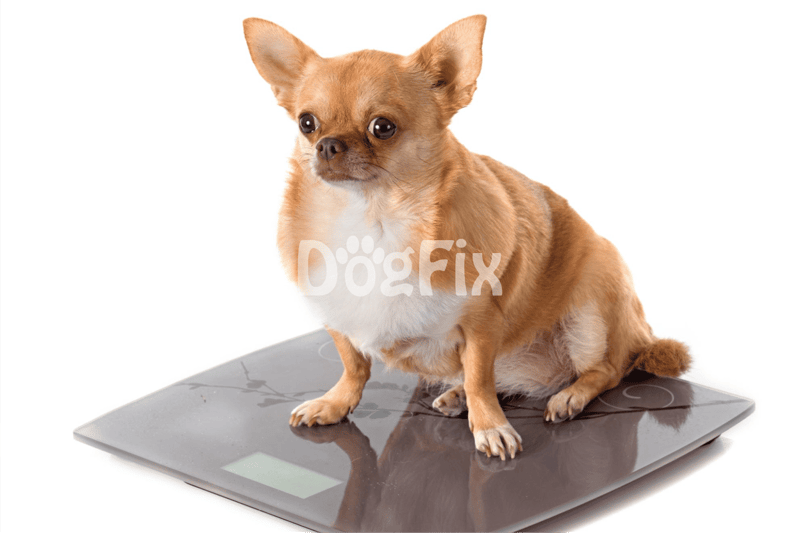 Cute Chihuahua on digital bathroom scale, pet health check-up.