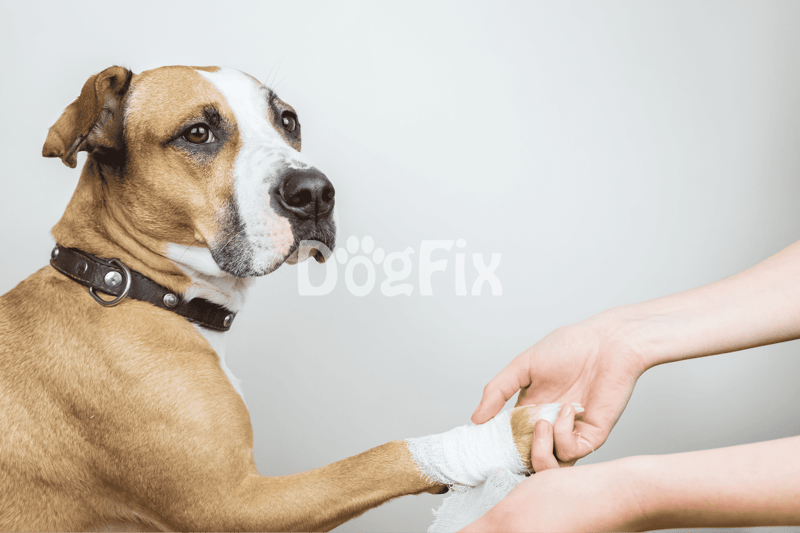 Dog with bandaged paw receiving care from owner, veterinary treatment for injury.