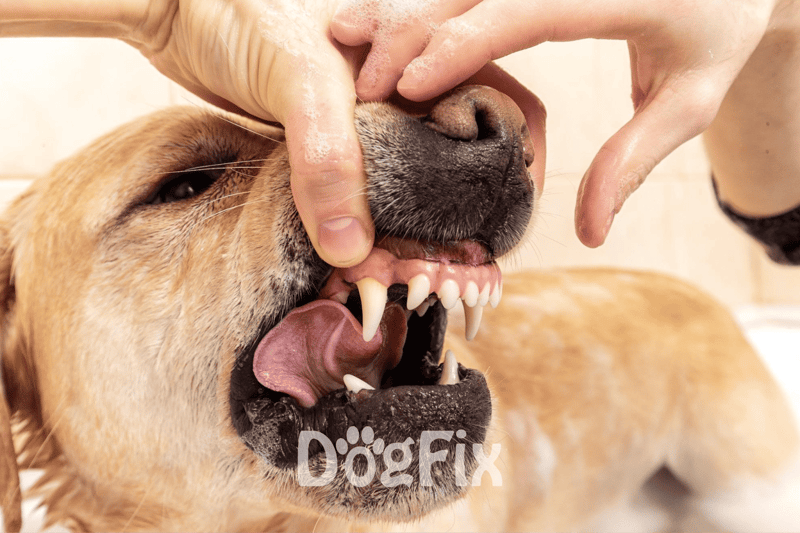 Close-up of veterinarian cleaning a dog's teeth for healthy oral hygiene.