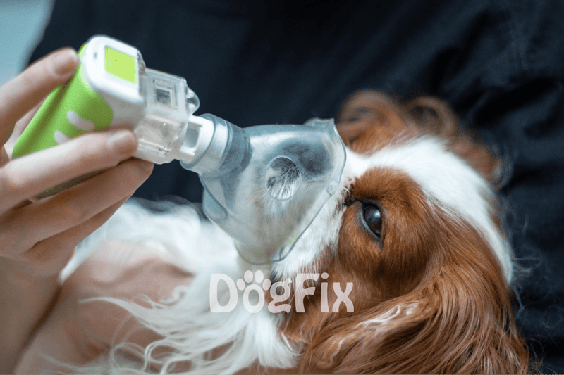 Dog receiving emergency oxygen mask treatment.