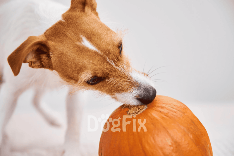 Dog chewing pumpkin for tasty, nutritious dog treats and snacks. Perfect for healthy dog diet.