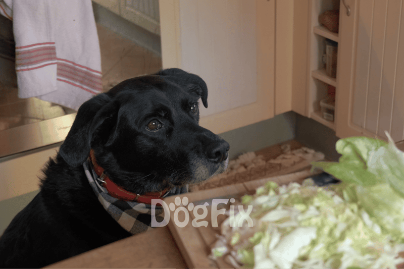 Cute black dog gazing at vegetables on table, cozy home environment, pet food, indoor pet, dog meal time, household pet.
