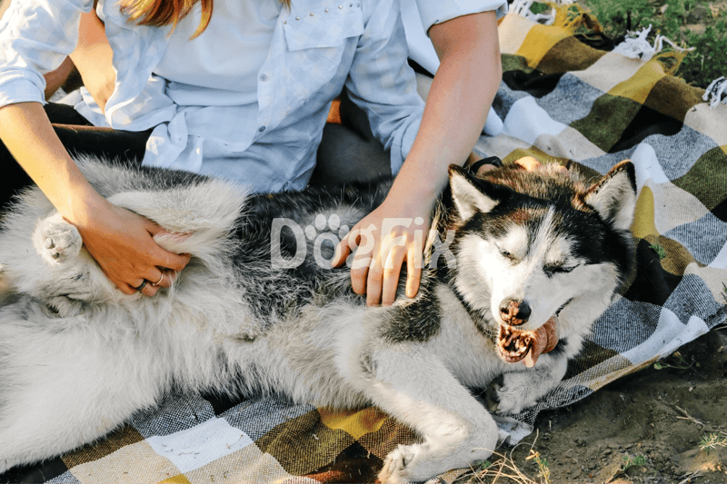 Playful Siberian Husky enjoying outdoor snuggling and pet bonding on a sunny day.