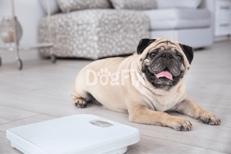 Adorable pug lying comfortably indoors on a wooden floor beside a digital pet scale.