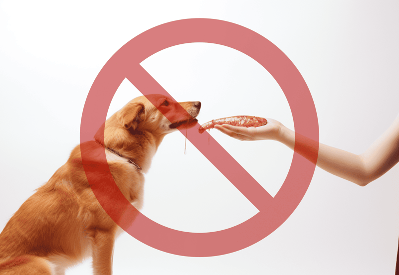 Dog refusing forbidden food in safe pet diet concept.