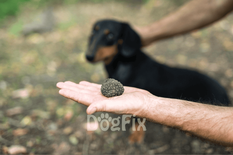 Close-up of a hand holding a black truffle, with a Dachshund dog in the background at outdoor park.