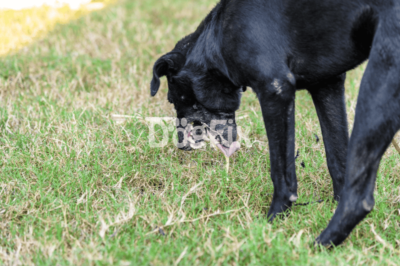 Cute black dog sniffing a pink heart-shaped flower in the grass. Perfect for pet lovers and dog care articles.
