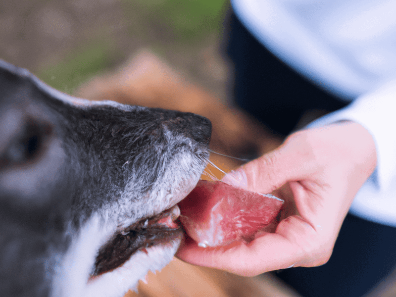 Close-up of a dog licking a piece of raw meat offered by a person, emphasizing dog care and nutrition.