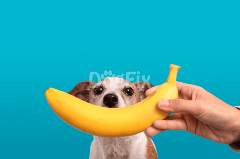 Dog holding a banana in front of a blue background, showcasing pet-friendly food suggestions.