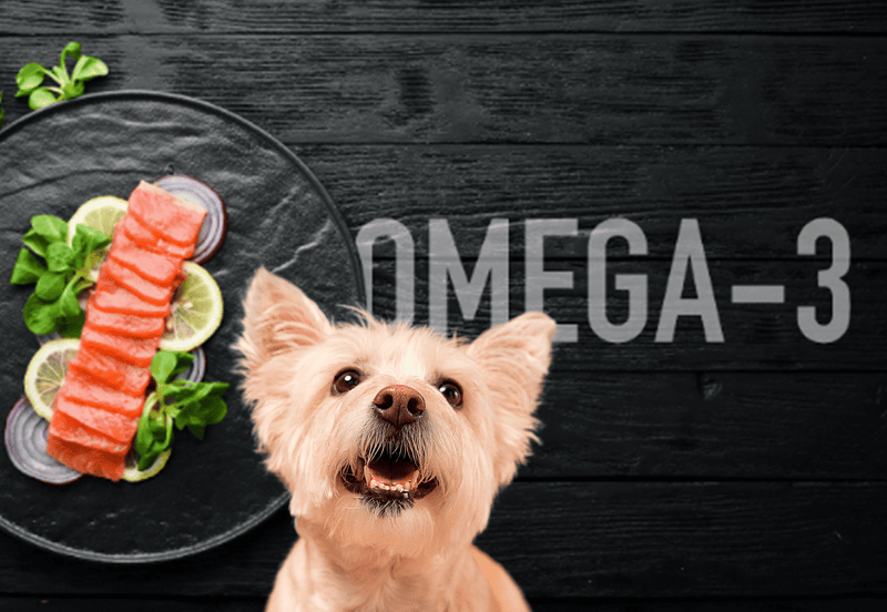 Dog with a happy expression, seafood, and fresh lemon slices for optimal Omega-3 benefits.