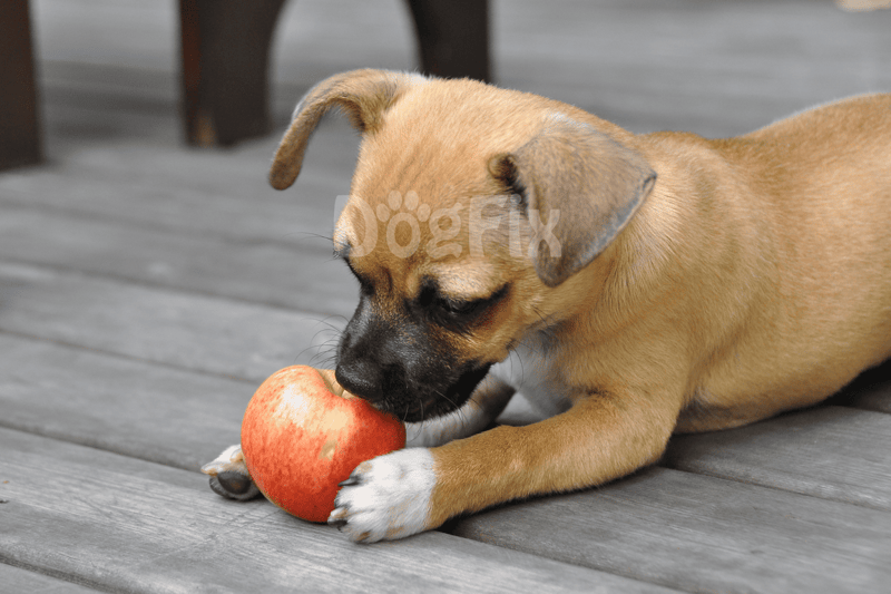 Dog with an apple, outdoors on a wooden deck, enjoying a healthy snack.